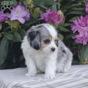 Popper, Cavapoo Puppy
